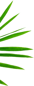 Grass Image